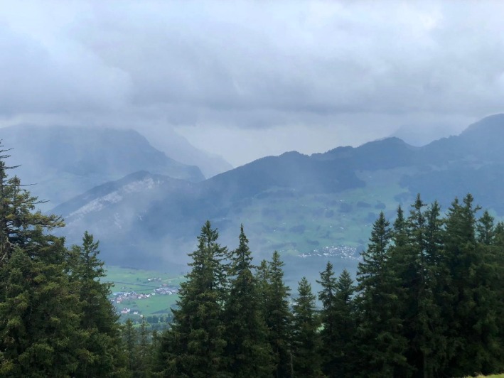 Evergreen trees in front of mountain