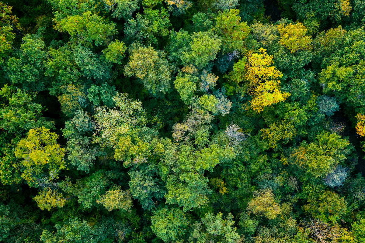 Treetops