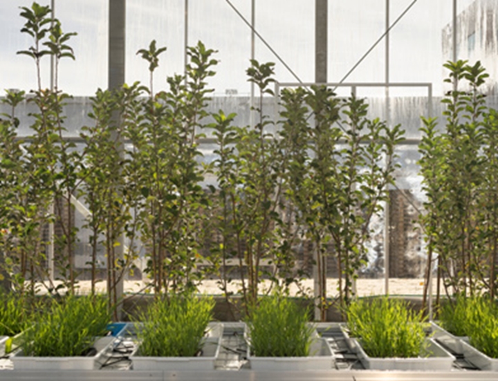 Green house